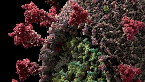 Laboratório detecta primeiros casos da nova variante do coronavírus em São Paulo